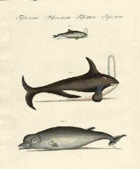 Whales and dolphins