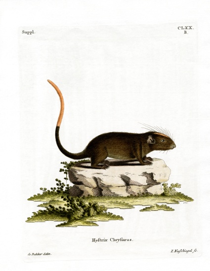 White-faced Spiny Tree-rat à École allemande, (19ème siècle)