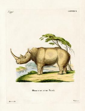 White Rhinoceros