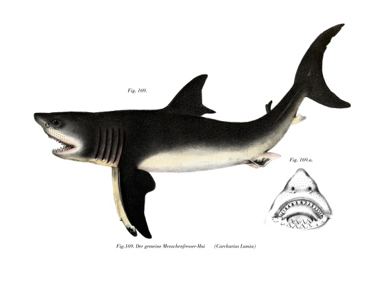 White Shark à École allemande, (19ème siècle)