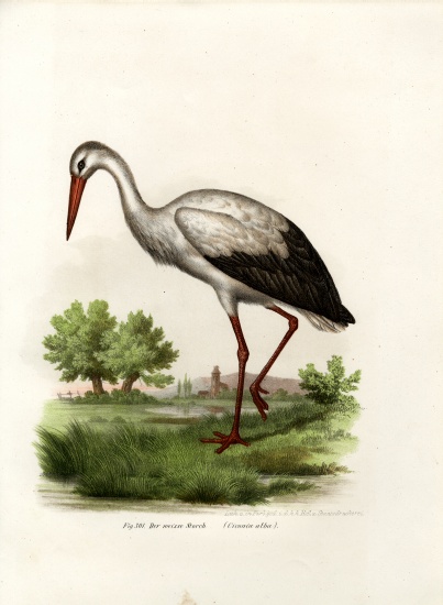 White Stork à École allemande, (19ème siècle)