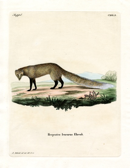 White-tailed Mongoose à École allemande, (19ème siècle)