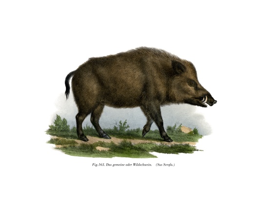 Wild Boar à École allemande, (19ème siècle)