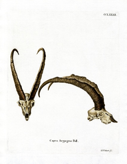 Wild Goat Horns à École allemande, (19ème siècle)