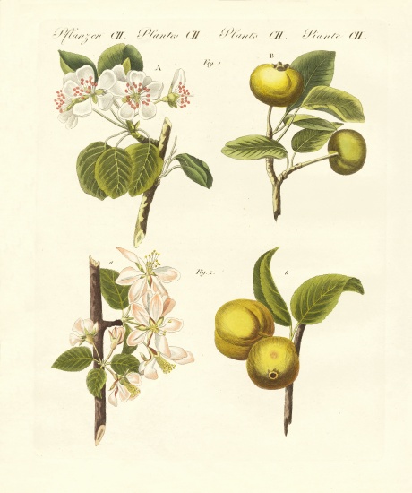 Wild kinds of fruits à École allemande, (19ème siècle)