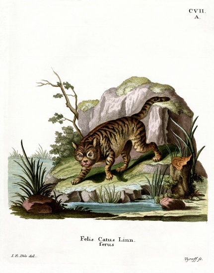 Wildcat à École allemande, (19ème siècle)