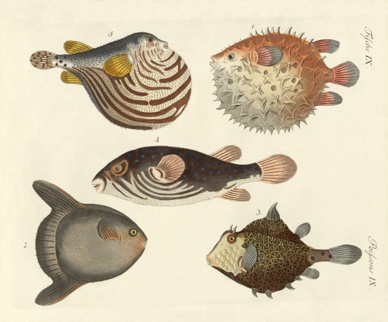 Wonderful fish à École allemande, (19ème siècle)