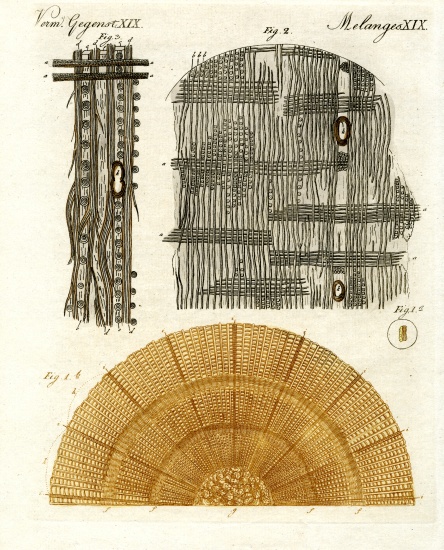 Wood anatomy à École allemande, (19ème siècle)