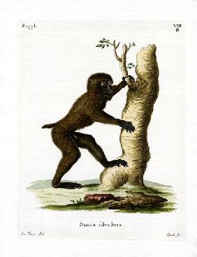 Wood Baboon