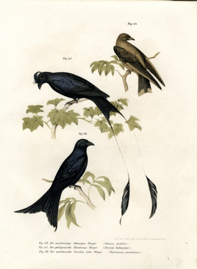 Wood Swallow à École allemande, (19ème siècle)