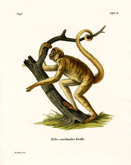 Woolly Spider Monkey à École allemande, (19ème siècle)