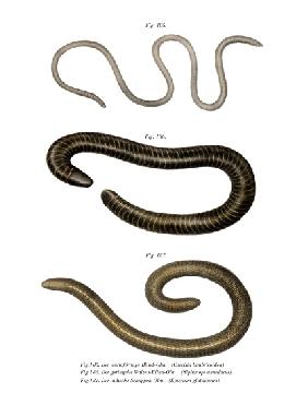 Wormlike Caecilia