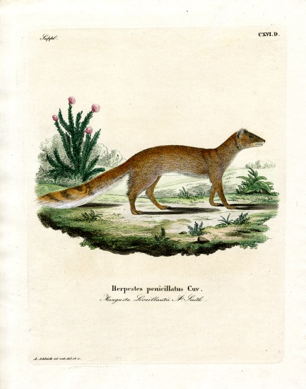Yellow Mongoose à École allemande, (19ème siècle)