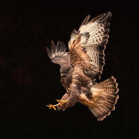 Buzzard going for a catch