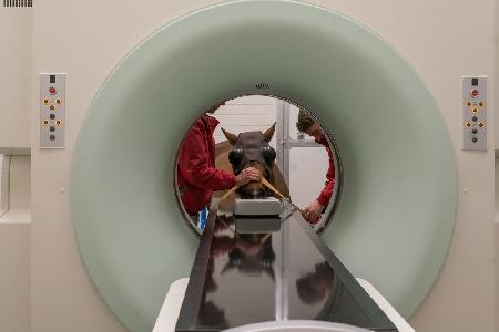 CT scan horse 2