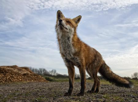 The curious Fox