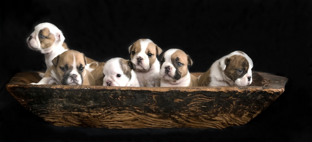 A bunch of English Bulldog puppies. à Gert van den Bosch