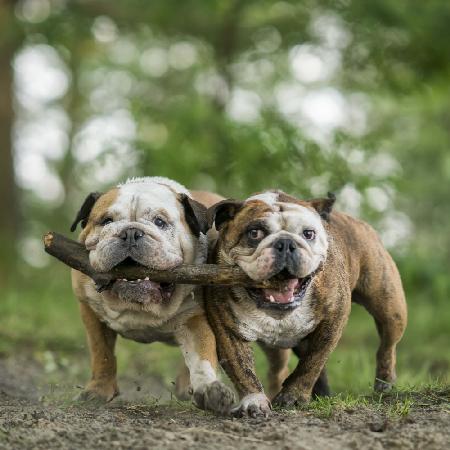 Sharing a stick