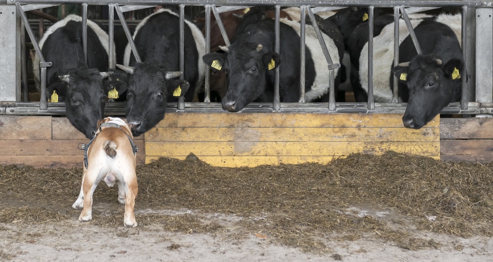 Listen up, cows! à Gert van den Bosch