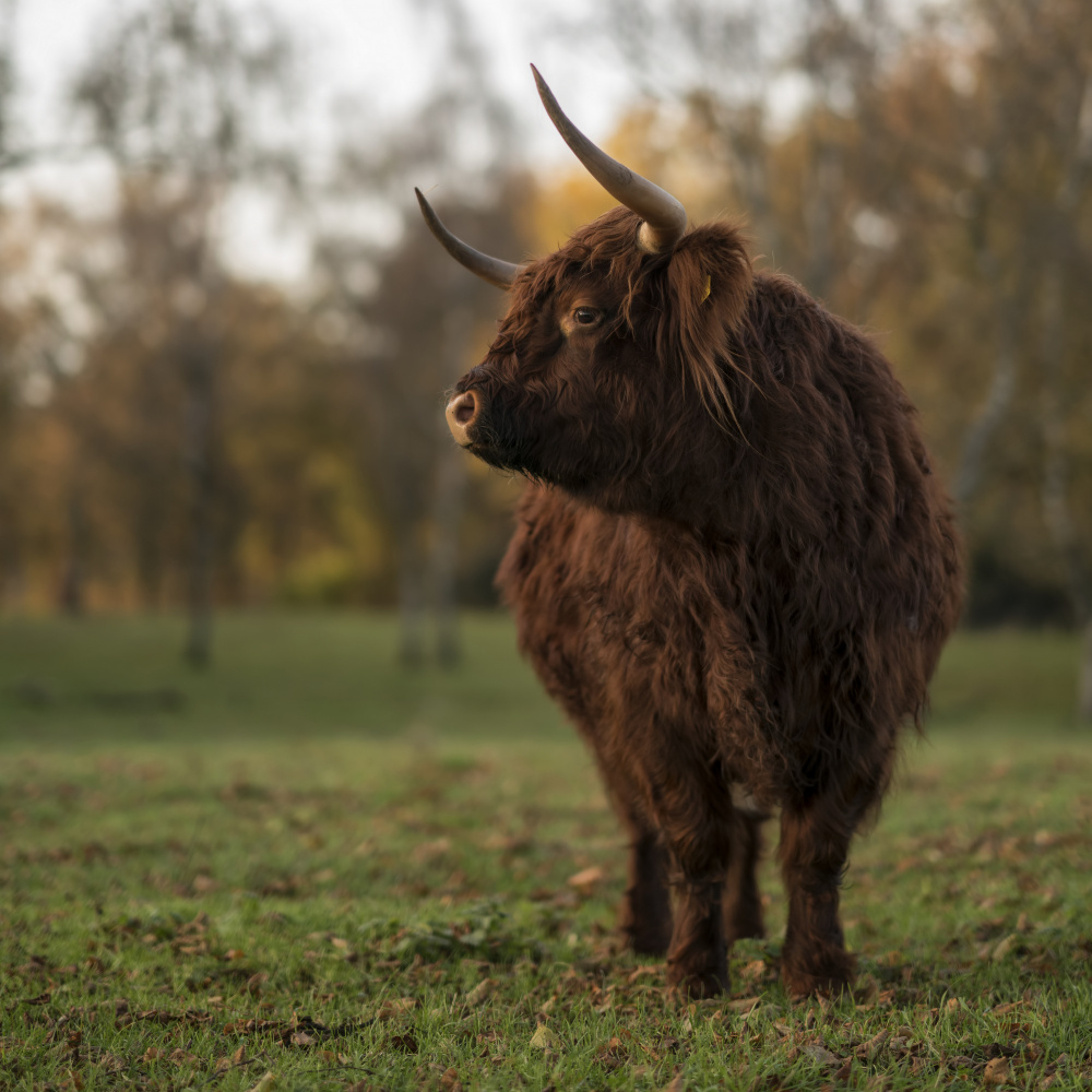 Shy à Gert van den Bosch