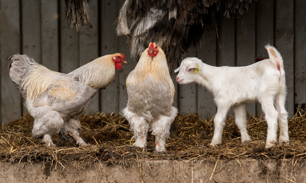 Four animals, 3 different breeds. à Gert van den Bosch