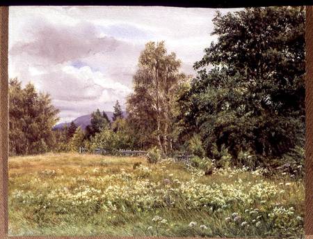 Meadow-sweet near Polchar, Aviemore, Scotland à Gertrude Martineau