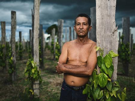 Dedè in his black pepper field.