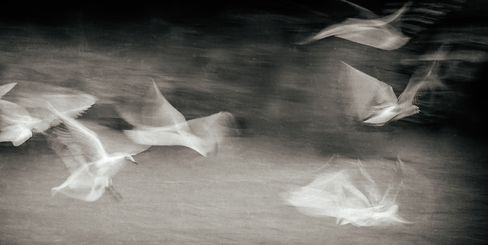 Fluttering gulls à Gilbert Claes