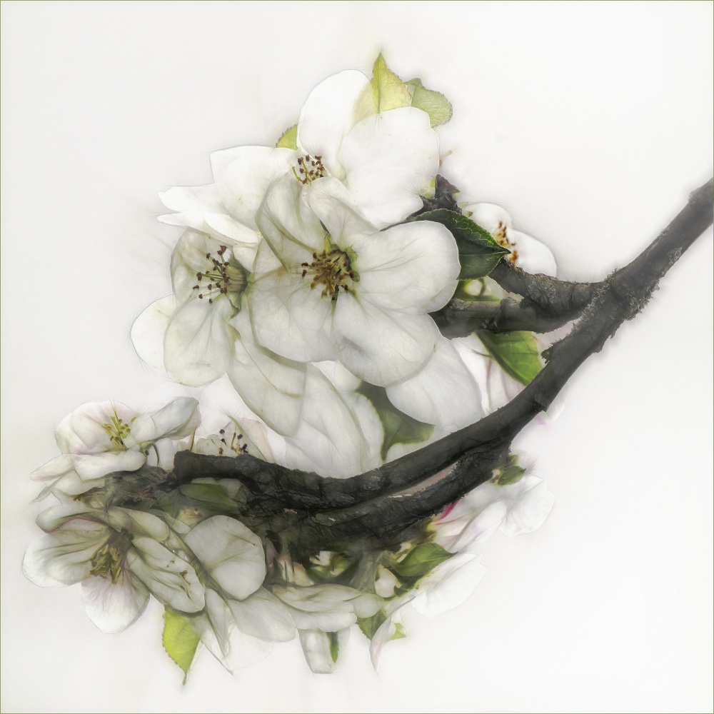 Ornate blossom à Gilbert Claes