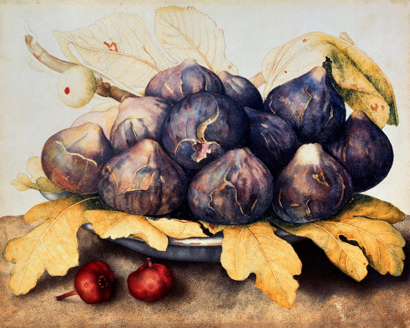 Figs à Giovanna Garzoni