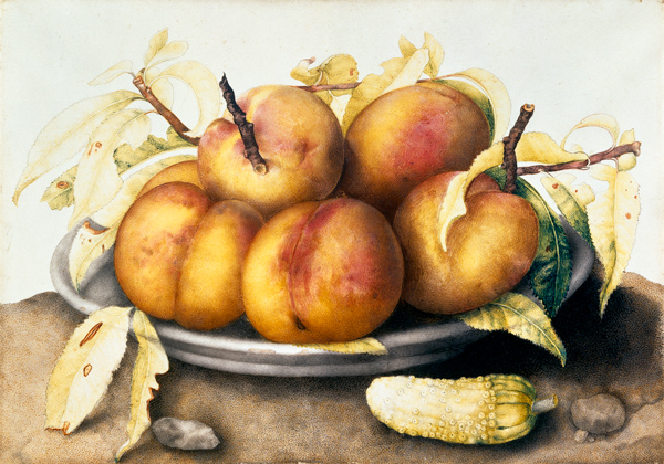 G.Garzoni / Plate of peaches. à Giovanna Garzoni