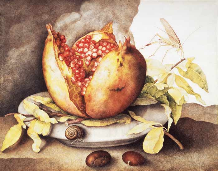 Pomegranate with Chestnuts à Giovanna Garzoni