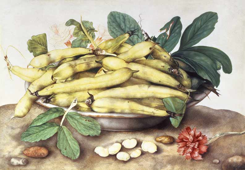 Still Life with Broad Bean Pods (w/c on parchment) à Giovanna Garzoni