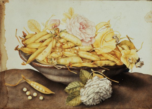 G.Garzoni / Bowl with Pea-Pods / c.1650 à Giovanna Garzoni