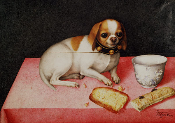 G.Garzoni, little dog w.scraps of bread à Giovanna Garzoni