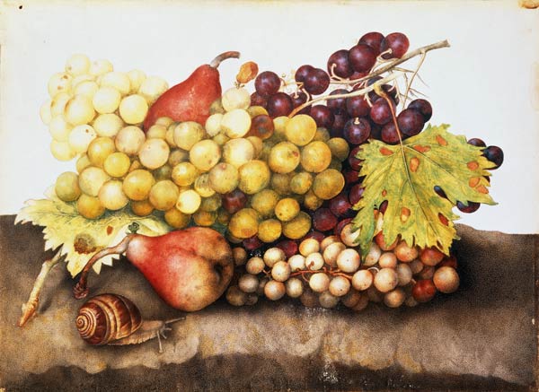 G.Garzoni / Still life with grapes. à Giovanna Garzoni