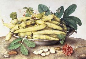 Still Life with Broad Bean Pods (w/c on parchment)
