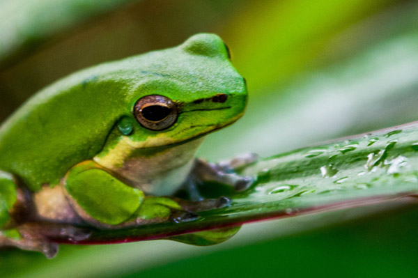 Australian Tropical Frog 1 à Giulio Catena