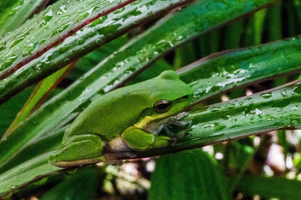 Australian Tropical Frog 4 à Giulio Catena