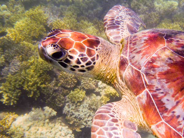 Australian Tropical Reef Turtle 1 à Giulio Catena