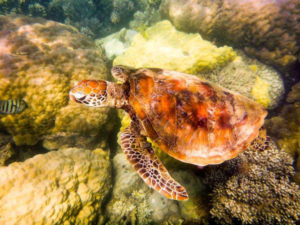 Australian Tropical Reef Turtle 2 à Giulio Catena