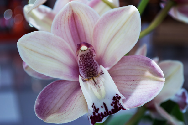 Orchid 15 à Giulio Catena