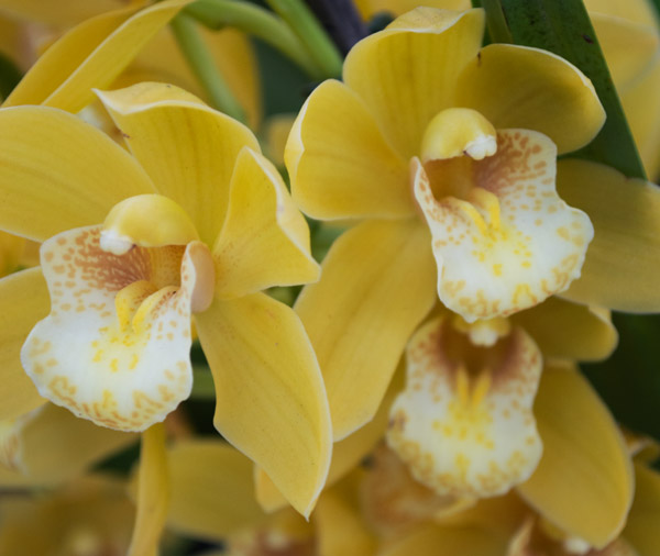 Orchid 6 à Giulio Catena