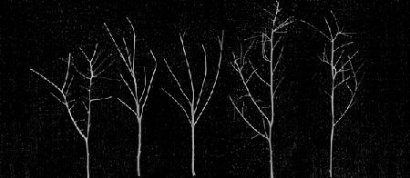 Territori Innevati - cinque alberi notte