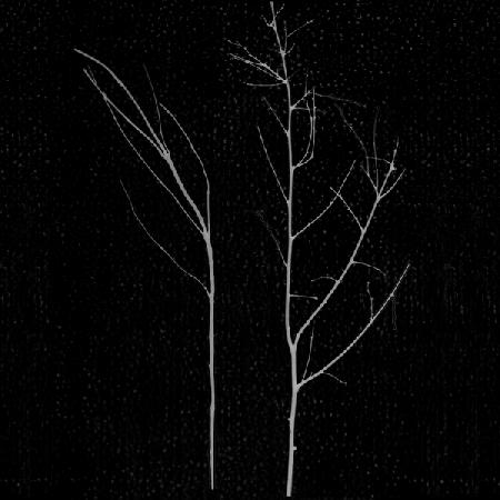 territori innevati - due alberi notte (a)