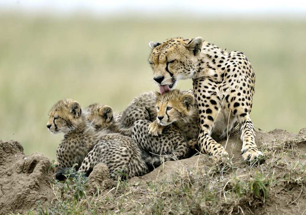 Cheetahs à Giuseppe D 'Amico