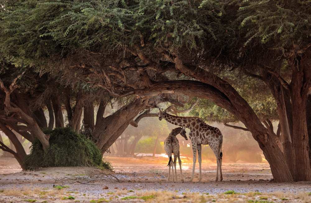 Giraffe - Namibia à Giuseppe D 'Amico