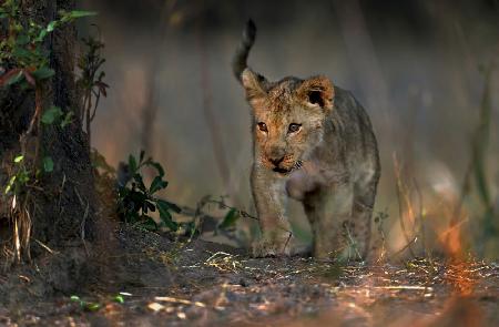 Looking In the Bush