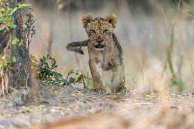 Cub - South Luangwa