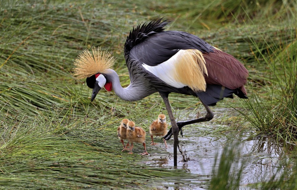 Crowned crane and its little ones à Giuseppe DAmico